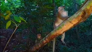 monkey go to sleep 💤