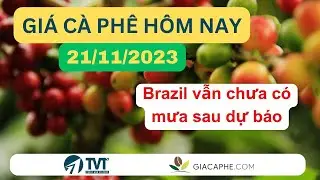Gi&aacute; c&agrave; ph&ecirc; h&ocirc;m nay ng&agrave;y 21/11/2023: Brazil vẫn chưa c&oacute; mưa sau dự b&aacute;o | Đầu Tư TVT