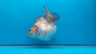 Show Quality Ryukin Calico 7 Inch (ID#1107SQ24-5)
