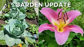 Garden Update: Our Vegetable and Flower Garden