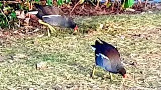 Moorhens foraging moorhen