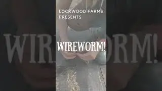 Wireworm!