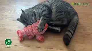 Katzenspielkissen Lucky Lobster