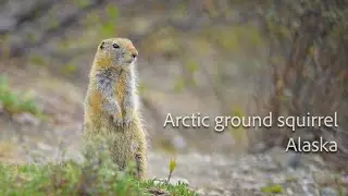 Arctic ground squirrel. Alaska USA