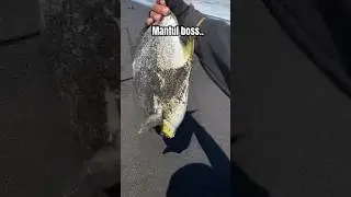Strike babon #shorts #fishing #mancing #mancingpasiran #strike #shortvideo #strikebabon