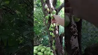 Harvesting Iba or Kamias (Averrhoa bilimbi) #bilimbi #iba #kamias #tree #fruit #sourfruits
