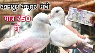 कबूतर मंडी कानपुर उत्तरप्रदेश / kanpur kabootar bazar / ₹50 पर कबूतर / सबसे सस्ते कबूतर का बाजार