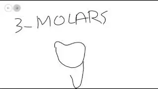 Introduction to Dental Anatomy  (Part 1)