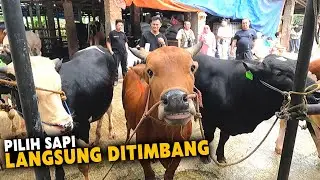 Proses Pilih Sapi kurban Bikin Galau, Belgian Blue Atau  sapi madura dan Simental?