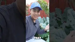 Выращиваю брокколи!🥦