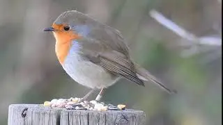 Pit-roig (Erithacus rubecula)