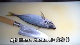 Aji (Horse Mackerel) まあじ 