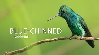 Blue-chinned Sapphire #colibr&iacute; #beijaflor #picaflor #TrinidadandTobago