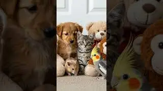When the toy pile starts moving for real 🐦😳🐾 Unexpected friends join the fun #pets #toys #funny