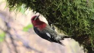 Red-breasted Sapsucker (Sphyrapicus ruber)