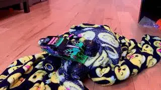 Grave Digger breaking world records with toy monster truck!😱😀