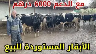 ضيعة الأبقار الحلوب المستوردة 0668415010 عين الشقف نواحي فاس مع الدعم 6000 درهم فرجة ممتعة 