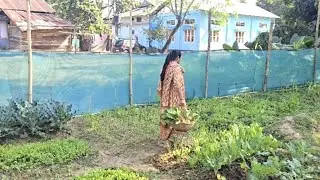 अरणचल की सर्दी वाली में  Vegetables Harvesting | Kitchen garden | Gardening  |