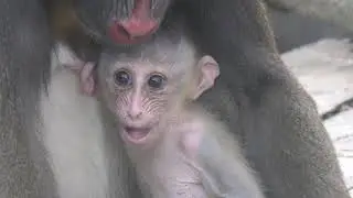 マンドリルの赤ちゃん⑥ 2017-07-29 （生後17日）京都市動物園  (Baby Mandrill / Kyoto city zoo)