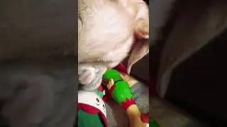 Christmas is... stuffing their stockings | Christmas at Jollyes 2024