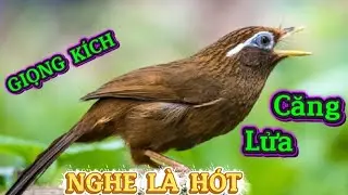 Hoạ Mi Hót Đấu /hoạ mi hót sáng luyện giọng kich bổi sổ giọng chim hót hay mỗi ngày