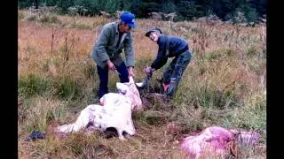 Burns Lake BC Moose Hunting
