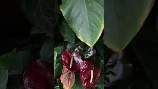 Mon petit jardin secret 🤫 🪴💦 #plantes #plantesvertes #plantesfaciles #plantesinterieur