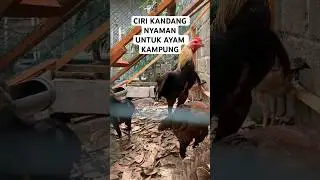 CIRI KANDANG NYAMAN BAGI AYAM KAMPUNG BLAKBUL  KANDANG KASTARI YOSO FARM  #ayam #usahaayamkampung