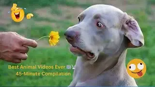 Random Animal Compilation 🐾 | 45 Minutes of Cute & Funny Animals