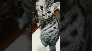 #catiover #funnycat