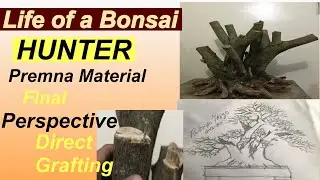 Bonsai Hunter Part 3/Paano gawin ang final perspective sa Bonsai Material/Grafting Premna Bonsai
