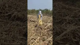 ऊस तुटून आठ दिवस झाले आज वेळ भेटला पाचट सावरायला