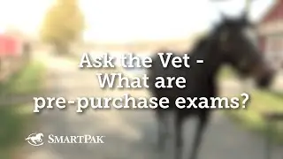 Ask the Vet - What are pre-purchase exams?