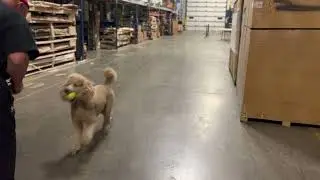 Pappy Playing FETCH after training
