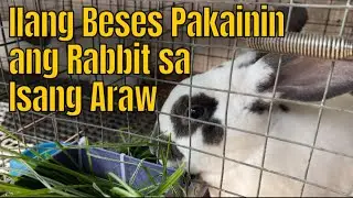 Ilang Beses Pakainin ang Rabbit sa Isang Araw | How Many Times a Day Should I Feed My Rabbit?