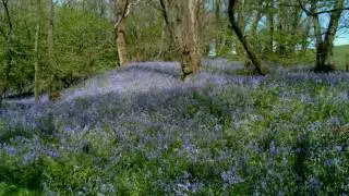 Spring Wild Flowers of Britain & Ireland