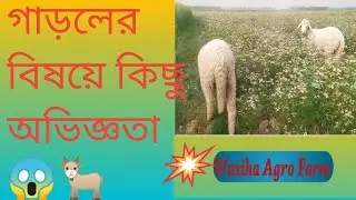 ১২ দিনে গাড়লের বিষয়ে কিছু অভিজ্ঞতা হয়েছে😱🐐 #sheepfarm #sheep #গাড়ল