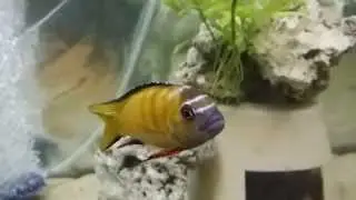 Pseudotropheus elongatus usisya