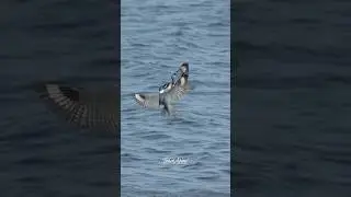 Когда два короля дерутся! Самцы опоясанных зимородков дерутся. ...#kingfisher #beltedkingfisher