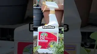 What is Bt (Bacillus thuringiensis)? Eco‑Friendly Pest Control Explained #shorts