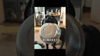 #Douyin Play Partner Program#My dog also has some unique skills#Random snapshots of animal
