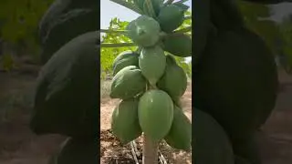 Best Exotic Fruits (Papaya) in Senegal