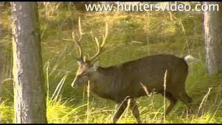 Rifle Hunting in Denmark - Hunters Video