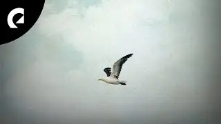 Roots and Recognition - Traveling Back