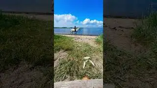Denmark in a nutshell  #copenhagen #denmark #travel #beach #ocean #shorts #animals #fun #surprise