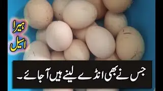 Heera Aseel Eggs For Sale | Leny Waly Ajaen | Best Business Idea