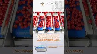 Precise Quantification for Professional Blueberry Tray Packaging