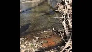 Creek fishing (Monster Chub!!)