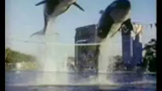 Orca Music Video