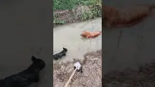 Golden retriver practices diving 🏞🌊💧🤿 #diving#goldenretriever#cutedog#dog#dogs